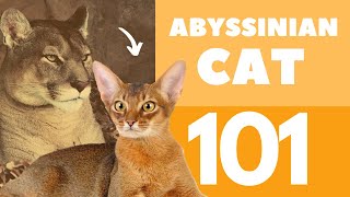 The Abyssinian Cat 101  Breed amp Personality [upl. by Eelyah]