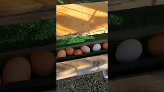 DIY roll away EGG SYSTEM [upl. by Adien]