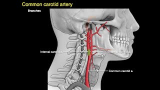 How to Treat Neck Spasms in 1 MINUTE [upl. by Anitnatsnok]