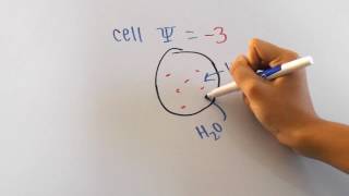 Water Potential Formula Explained [upl. by Reldnahc298]