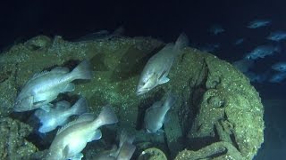 Exploring a UBoat wreck off North Carolina [upl. by Michey]