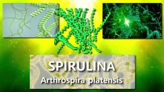 Spirulina DXN  Historia y Beneficios de esta Alga [upl. by Hpesoj]