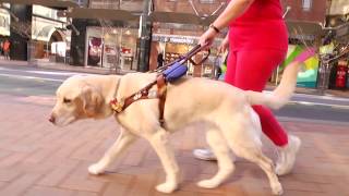 A Friend in Sight Guide Dog Documentary [upl. by Maram661]