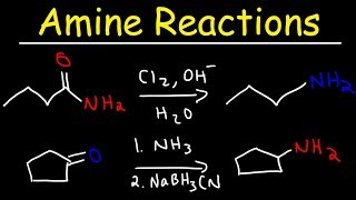 Amine Synthesis Reactions [upl. by Fleda]