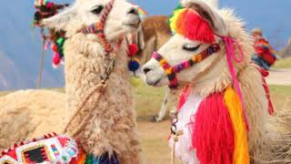 Llamas and Alpacas in Peru [upl. by Rafaelia215]