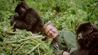 David Attenborough Plays with Cute Baby Gorillas  BBC Earth [upl. by Enelak]