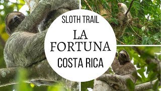 La Fortuna Sloth Tour Costa Rica [upl. by Xanthe]