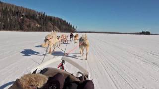 Dog Sledding  Mushing in Fairbanks Alaska [upl. by Lyndsay]