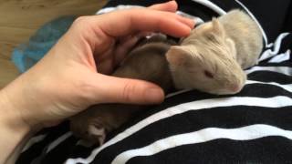 Newborn Baby Guinea Pigs Squeaking [upl. by Sudaorb]