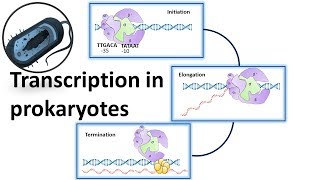 Prokaryotic Transcription overview [upl. by Rutherford]