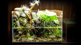 Nano Shrimp Waterfall Paludarium Made from Scrap Materials [upl. by Penney12]