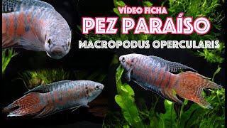 Pez 🐟 paraíso  Macropodus opercularis  Vídeo ficha 🎥 [upl. by Wilton]