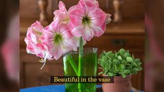 How to Plant Amaryllis Bulbs 3 to a Pot [upl. by Christoffer991]