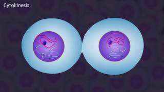 Mitosis and the Cell Cycle Animation [upl. by Housum]