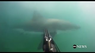 Great White Shark Attack GoPro Footage [upl. by Ethelbert]