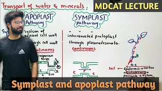 symplast and apoplast pathway  NMDCAT 2021 [upl. by Amr313]