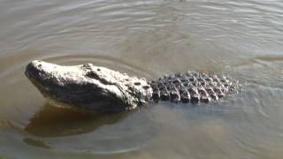 Gators bellowing [upl. by Dory]