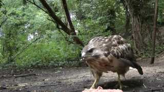 Sound Of A Buzzard Calling [upl. by Bussey]