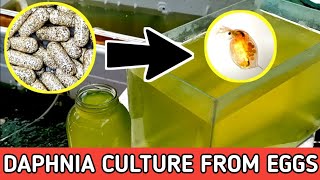 HOW TO HATCH DAPHNIA EGGS  HOW TO CULTURE DAPHNIA [upl. by Aoh]