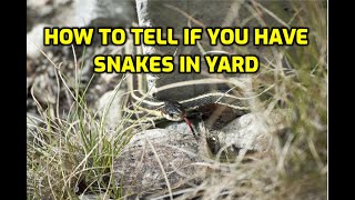 How To Tell If You Have Snakes In Yard [upl. by Nej763]