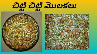 sprouts making in telugu [upl. by Randell107]