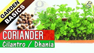 How to grow Coriander from Seeds  Care and Growing Cilantro from Seeds Dhania [upl. by Cathrine]