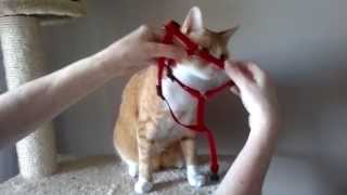 Oszi felveszi a hámot  How to put a Harness on a Cat [upl. by Julienne654]