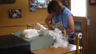 Angora Rabbit Shearing in New Zealand [upl. by Ahsiekin78]