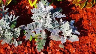 How to Grow Cineraria from Seed [upl. by Elga]