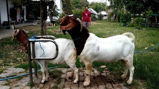 Big Boer Goat Farming  Boer Goat Farm in Village [upl. by Mallon]