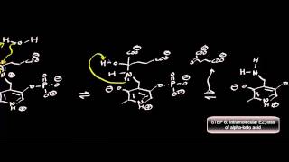 Biochemistry  Transaminase Mechanism Pyruvate Conversion to LAlanine [upl. by Notsehc]