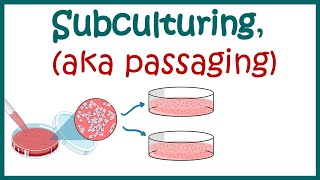 Subculturing cells  Cell culture basics [upl. by Frederico]