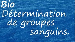 Détermination de groupes sanguins [upl. by Akcirahs]