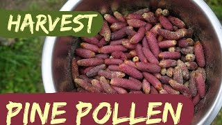 How to Harvest Pine Pollen [upl. by Siroved]