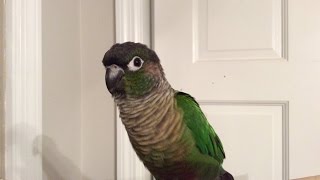 Green Cheek Conure Making Noises [upl. by Eanej943]