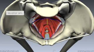 Pelvic Floor Part 1  The Pelvic Diaphragm  3D Anatomy Tutorial [upl. by Hagen670]