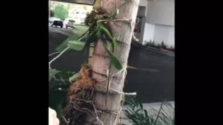 Video 3 Mounting phalaenopsis Orchid on a Palm Tree [upl. by Sug]