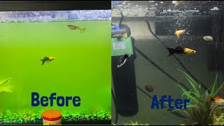 3 Ways to Get Rid of a Algae Bloom in Your Aquarium [upl. by Acemat]