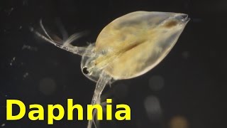 Daphnia [upl. by Buhler]