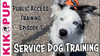 Service Dog Training  Public Access Training Tips  Episode 1 [upl. by Daveen]