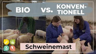 Bio vs Konventionell Pt 2  Unterschiede in der Schweinemast [upl. by Ahtnicaj]