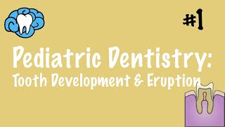 Pediatric Dentistry  Tooth Development and Eruption  INBDE ADAT [upl. by Patrizia]