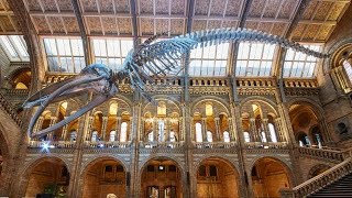 Natural History Museum London  Walkthrough Tour July 2019  4k [upl. by Rapp]