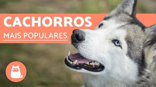 Top 10 RAÇAS DE CACHORROS MAIS POPULARES DO MUNDO [upl. by Doris]