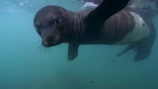 Focas Monje exiliadas de la Naturaleza monkseal [upl. by Alvis]