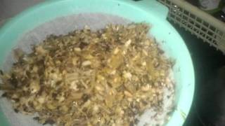 quotMochar Ghontoquot a traditional Bengali recipe  part 1 [upl. by Hanahsuar]