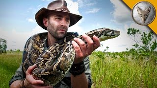 Giant Snake of the Everglades  The Invasive Burmese Python [upl. by Itsrik]