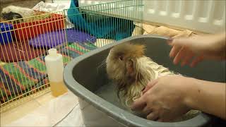 Bathing Guinea Pigs Information Products and Handy Tips [upl. by Echo]