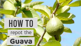 How to grow big guavas in a pot Psidium Guajava Amrud in pots [upl. by Burne298]