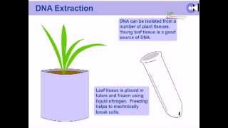 DNA extraction from plants [upl. by Robbins]